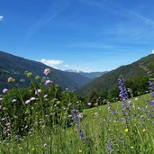 wiesen am schmetterlingsweg oberhalb von st sigmund kiens