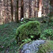 franziskusweg taufers reinbachfaelle