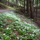 wanderweg b nach ahornach