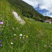 blumenwiesen am pfunderer talweg zwischen niedervintl und weitental val di fundres primavera