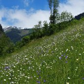 pfunderer tal blumenwiesen bei hinterdrittel