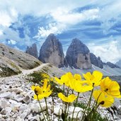 alpenmohn und drei zinnen