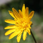Blume Niederdorf 