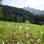 RS altprags herbst wiesen und duerrenstein