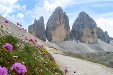 alpenblumen und drei zinnen rundweg