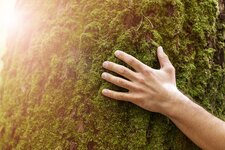 harmonie natur hand umarmung baum