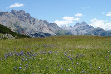 RS bluehende wiese glockenblumen landepiste sennes huette dahinter hohe gaisl und monte cristallo