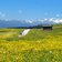 blumenwiesen wiesen landschaft rodenecker alm wanderer