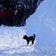 RS C schwarzer hund im schnee