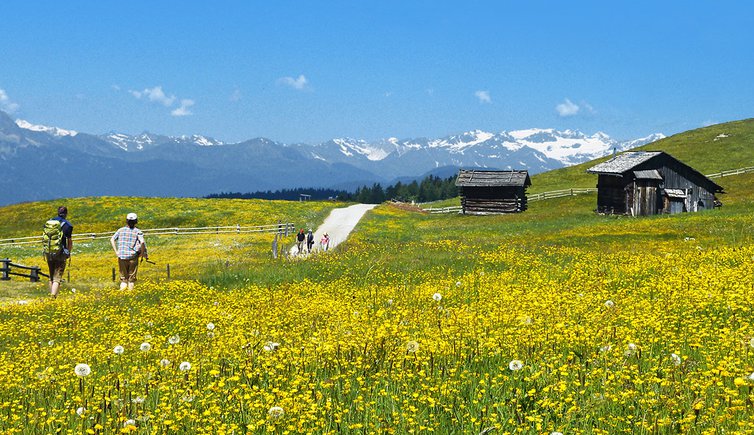 blumenwiesen wiesen landschaft rodenecker alm wanderer