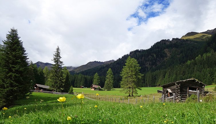 kristeinertal almwiesen