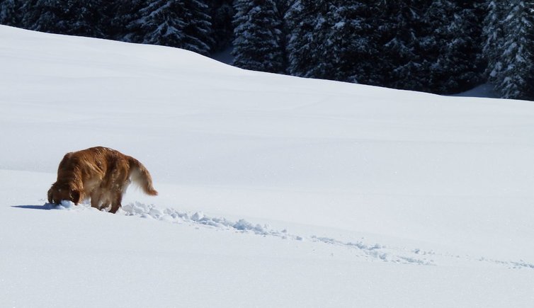 RS cane nella neve hund schnee